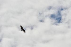 un halcón se extiende sus alas y círculos continuamente en el cielo de el kalajun pradera en Xinjiang foto