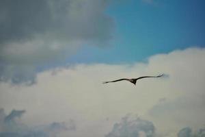 An eagle hovers over the valley and high in the sky photo