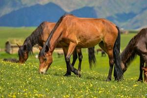 Horses grazing on the Qiongkushitai grassland in Xinjiang photo