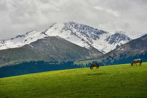 Horses grazing on the Qiongkushitai grassland in Xinjiang photo