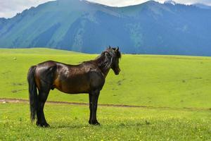 Horses grazing on the Qiongkushitai grassland in Xinjiang photo
