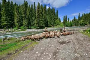 pastores y bandadas por el bosque río en qiongkushitai, Xinjiang foto
