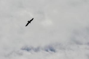 un halcón se extiende sus alas y círculos continuamente en el cielo de el kalajun pradera en Xinjiang foto