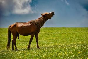 A stallion in heat is neighing in the wind. photo