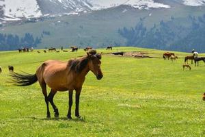 caballos pasto en el qiongkushitai pradera en Xinjiang foto