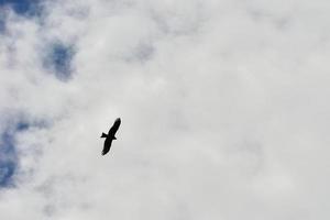 un halcón se extiende sus alas y círculos continuamente en el cielo de el kalajun pradera en Xinjiang foto