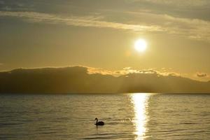 Swans swim in the golden morning light of Tarim Lake photo