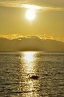 Swans swim in the golden morning light of Tarim Lake photo
