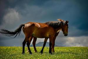 caballos pasto en el qiongkushitai pradera en Xinjiang foto