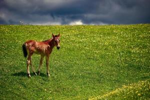 Horses grazing on the Qiongkushitai grassland in Xinjiang photo