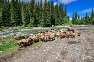 Shepherds and flocks by the forest river in Qiongkushitai, Xinjiang photo