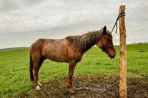 The horses on the Kalajun prairie in Xinjiang . photo