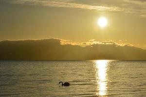 Swans swim in the golden morning light of Tarim Lake photo