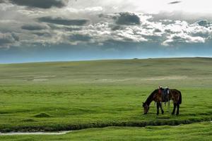 descansando caballos en cisne lago reserva en bayinbulak, Xinjiang foto