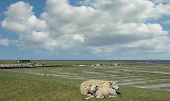 Tumlauer koog en eiderstedt península, norte mar, norte Frisia, Alemania foto