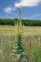 common mullein --Verbascum-- in Rhineland,Germany photo