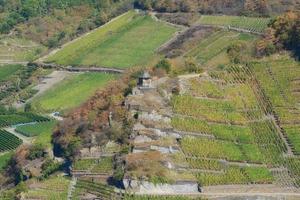 Vineyard in Ahrtal near Bad Neuenahr and Ahrweiler, Germany photo