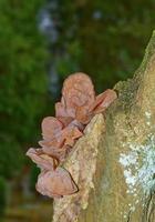 jalea oído --auricularia auricula-judae-- hongo en árbol,alemania foto