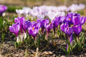 Spring crocus flowers bloom in the garden photo