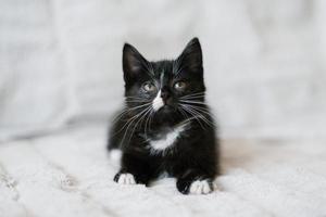 un negro con blanco lugares pequeño gato mentiras en el sofá y mira arriba atentamente foto