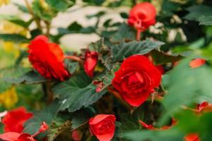 Red royal begonia in the garden photo