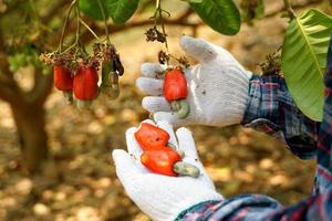 Farmers take bunches of cashews from the trees to inspect the quality of the produce. The fruit looks like rose apple or pear. At the end of the fruit there is a seed, shaped like a kidney. photo