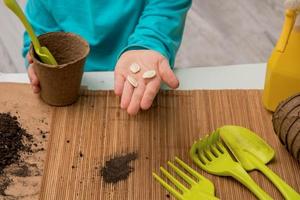 pumpkin seeds on an outstretched child's palm against the background of the earth, peat pots, spades, rakes photo