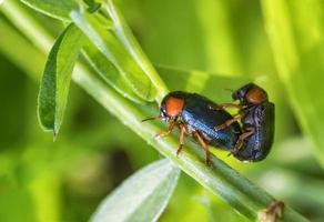 two small beetles are having sex in nature photo