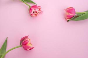 Bright colorful double flowers tulips lie on a pink background. View from above . Place for text photo