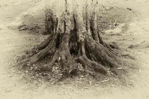 Clásico foto de un árbol raíces en un bosque. cerca arriba