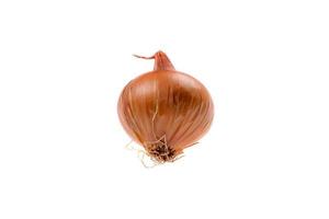 A fresh onion. Isolated on white background. photo