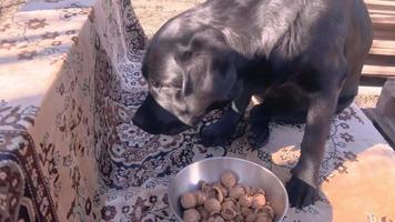 A black Labrador retriever dog eats walnuts. A young dog lies in the garden. video