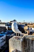 gaviota en marruecos foto