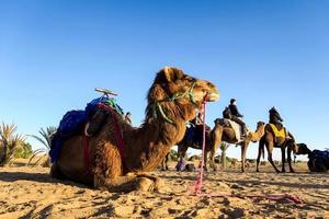 Camels in Morocco photo
