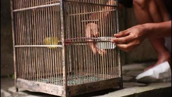 geven water naar de het zingen vogelstand in een kooi gemaakt van bamboe video