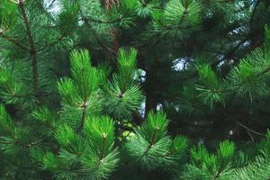 background green needles tree thuja close up photo