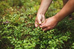 man picks blueberries in the forest. blueberry bushes in the forest photo