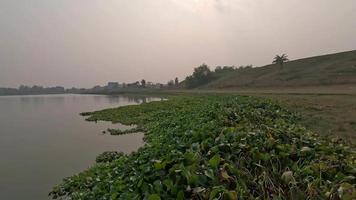 Big pond landscape 4K video on the pond bank with water hyacinth plants. Village lake view 4K footage. Beautiful water hyacinth plants without flowers on the river or pond bank.