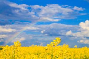 rapeseed field with a rainbow in the sky photo