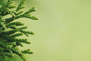 a thuja close up. thuja branch background photo