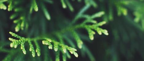 un thuja cerca arriba. el thuja rama antecedentes. bandera foto