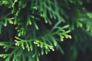 a thuja close up. the thuja branch background photo