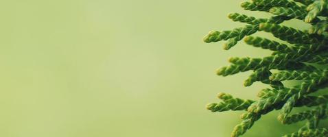 a thuja close up. the thuja branch background. banner photo