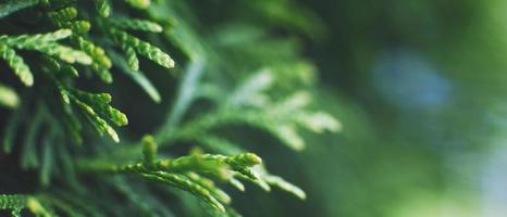 a thuja close up. the thuja branch background. banner photo