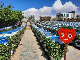 Taif, Saudi Arabia, March 2023 - A beautiful daytime view of a strawberry farm in Taif, Saudi Arabia. photo