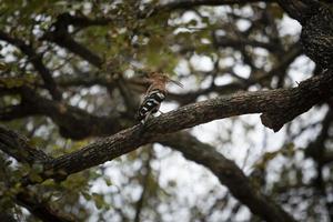 eurasain hoopoe bird perching on dry tree branch photo