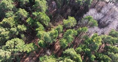 Flug Über das Kronen Kiefer und laubabwerfend Wald video