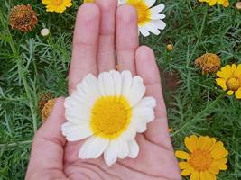 Daisy flower with hand photo