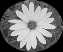 negro y blanco margarita flor foto