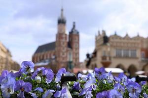 Main Square in Krakow, Poland, St. Mary's Basilica and The Cloth Hall in the distance. Blurred defocused horizontal background. Purple viola flowers on foreground below, close up, selective focus. photo